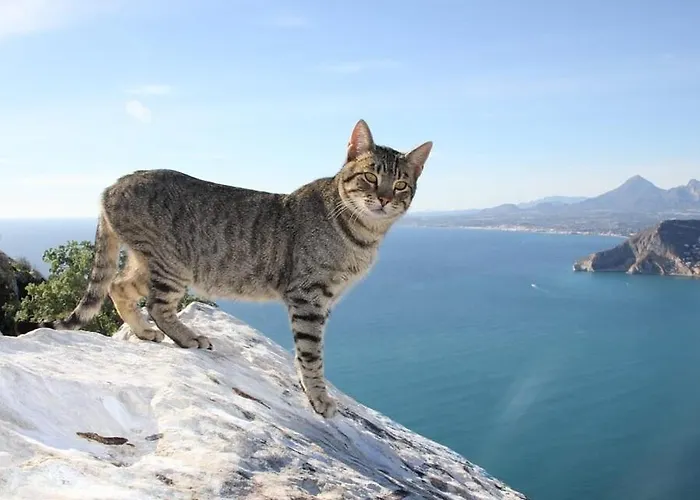 Benicuco 4 - Plusholidays